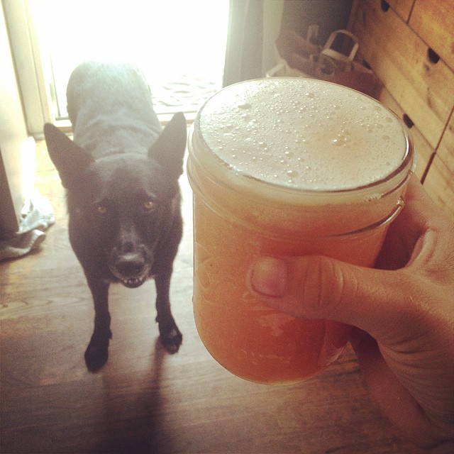 grapefruit, tangerine, ginger, lemon, honey juice. and meta dog. xo