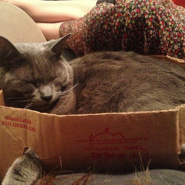 cat in a box