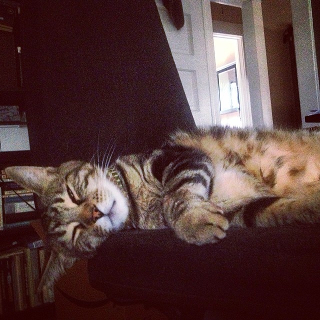 five more minutes ... #sleepingin