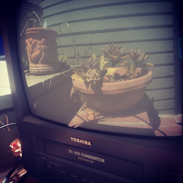 tv succulents