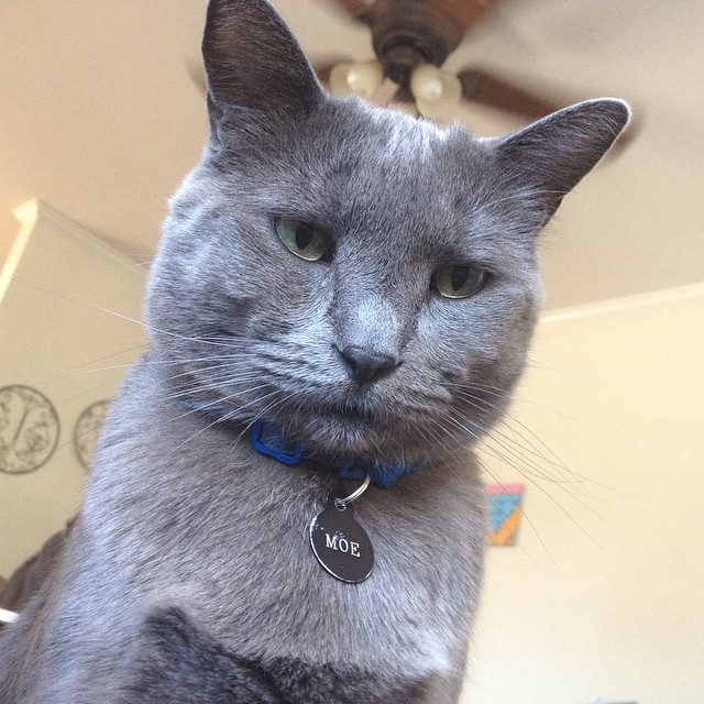 "happy birthday, now feed me" -moe