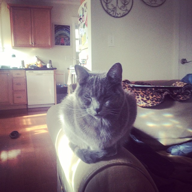 this is my cat, Leo. he is my favorite of all.