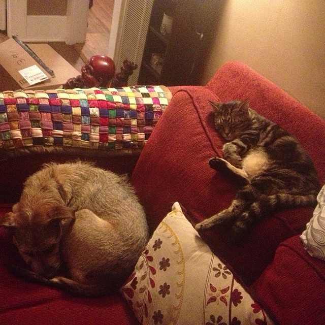 rainy day snuggles #ftw