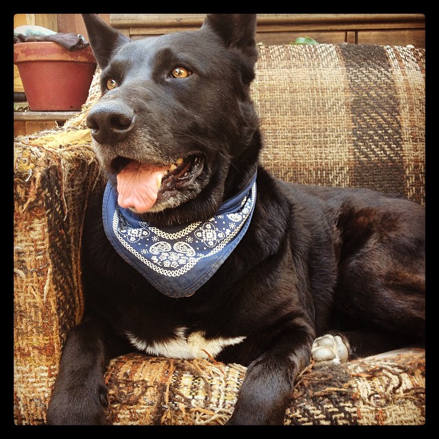 I love this beastface so freakin much