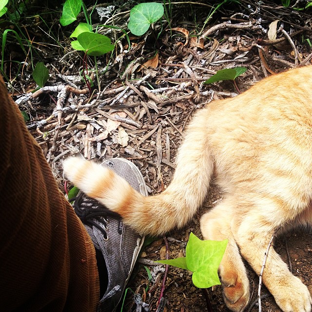 I spent today herding cats. I don't recommend it.