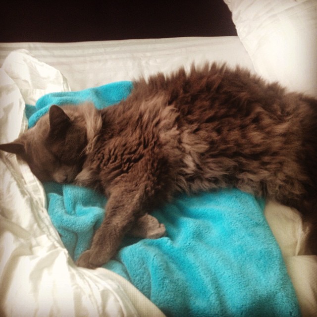 the fluffiest blueberry