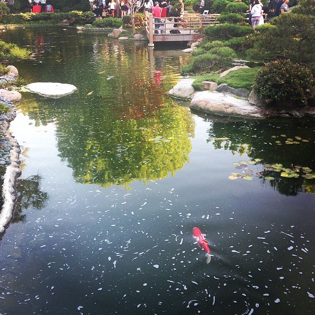 these shows keep getting wilder and wilder.... about to play in the #csulb japanese gardens for their sustainability showcase :)