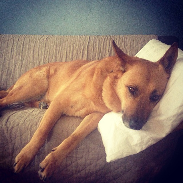 milo is killin the cuteness world #nomercy