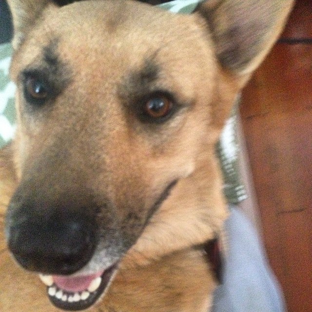 good morning from milo!!