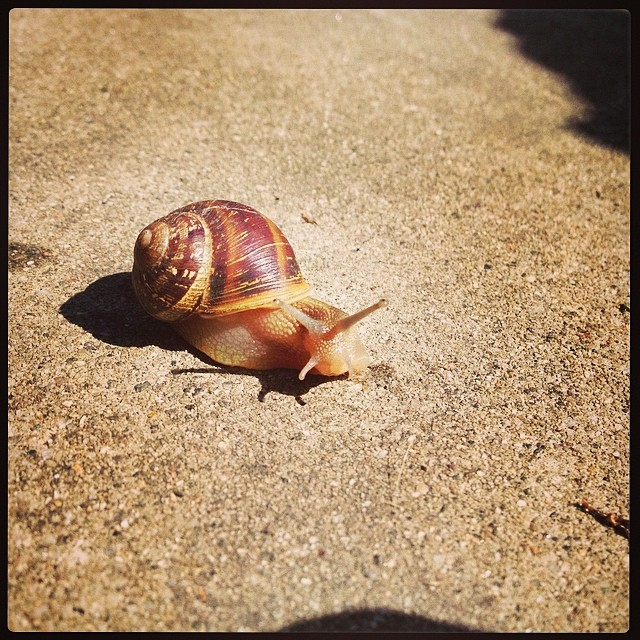 happy spring! snails are rad! #yay
