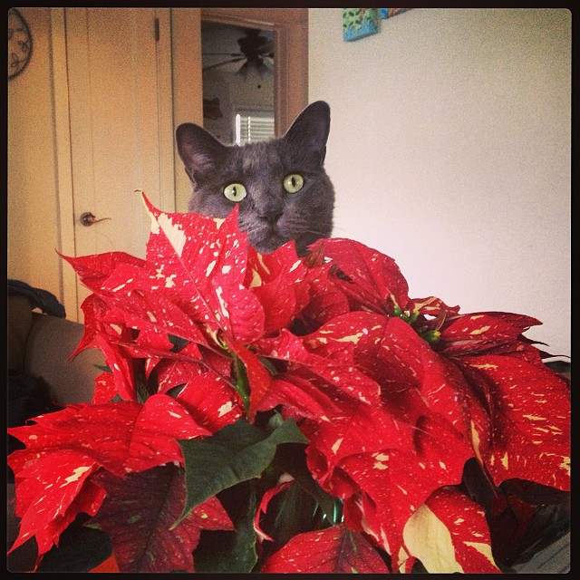 moe says happy holidays and stuff