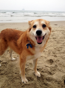 Help Alicia and Winslow Save Sparky