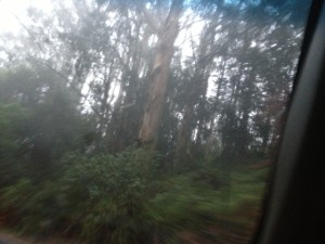 The trip started out ... wet. It wasn't exactly in our plans to deal with rain because it has been so hot and dry for the past few months. I was excited for the rain in terms of the health of California's ecosystem (check out more about California's water crisis and the Delta here!), but it isn't exactly ideal for camping or driving.  Regardless, we set out to Bolinas, CA to play Smiley's Schooner Saloon and found ourselves on one of the most beautiful drives I have ever seen. Bolinas is a small, seaside town that is on the tip of a cove in the North Bay. Its greenery and ocean road are breathtaking. The Pacific Coast Highway literally borders the lapping bay.  We got there just in time (and with just enough gas!) and were greeted by a friendly, Scottish man named Charlie who hosts the open mic. He was a great guy and let us play two sets for a total of 7 songs. Smiley's is a small bar with locals coming and going as they please.  Alicia Murphy - Bolinas  We met a lovely couple, the Beaches, who had come from Sonoma to play the show too. They were a raw, dynamic duo of drums and guitar. They call themselves the Best Mates and they really were. Amanda Beach's birthday was the next day and she wished she was having a party for us to play. They were on their way to see the super moon that night ... we saw it later, it was really was super. All in all, the environment was just the right mix of dreamy, dreary and charming for a small seaside town under a full moon.  We ventured back along the winding road and survived the crazy hairpin turns and steep cliffs in the foggy midnight. Our destination was a campground outside of Oakland. We learned a valuable tour lesson that night. ALWAYS check gate times for campsites. It turned out that the campsite we had booked closes their gates at 10pm. So, we rerouted and found a Motel 6 near the airport (all of them are dog friendly, super rad!). It worked out for the better because it rained pretty much all night. We woke up and were followed by a black cat for the better part of the morning. We decided then to make black cats good omens rather than bad. Life is what you make of it, after all.   alicia murphy black cat   