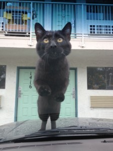 alicia murphy black cat