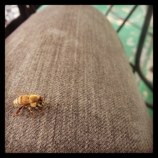 look who has bee-friended me! we're having dinner together :) #ventura #savethebees #thebeesknees