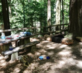 saratoga, redwoods, tour, alicia murphy, dogs