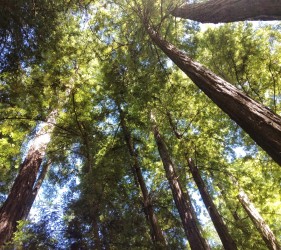 saratoga, redwoods, tour, alicia murphy